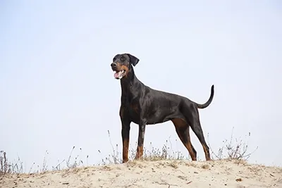 natural doberman