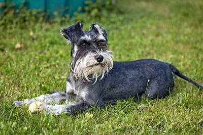 natural schnauzer