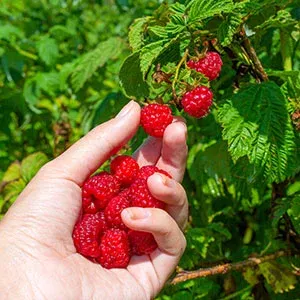 Raspberries Fun Fact
