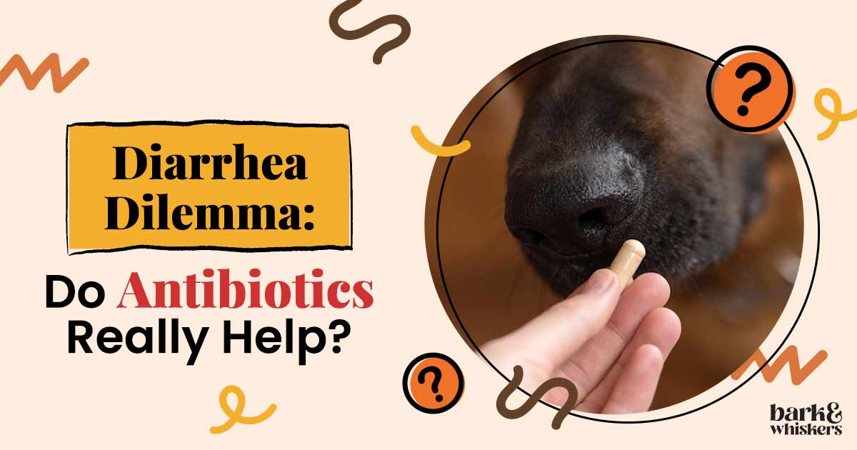 Antibiotics for Pet Diarrhea Can Do More Harm Than Good