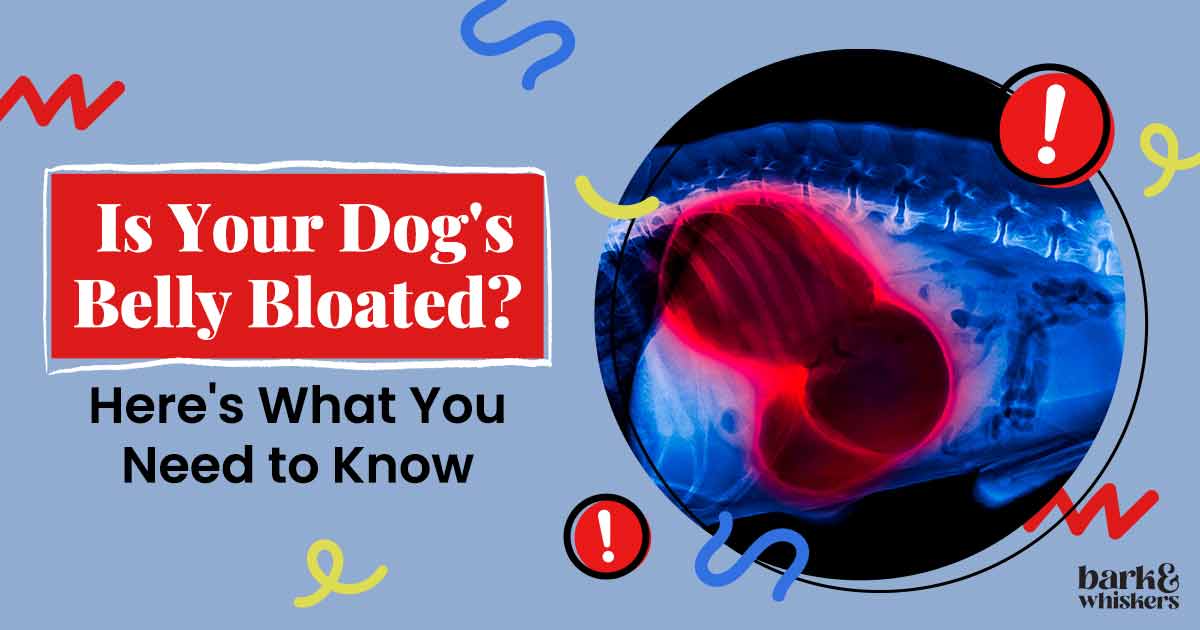 Majority of Dogs Who Undergo Surgery for Bloat Survive