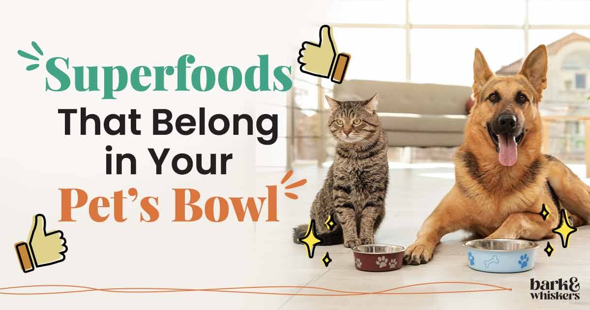Safe Fruits to Offer to Your Pets
