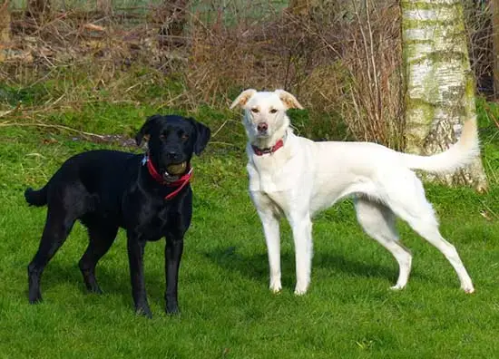 black and white dogs