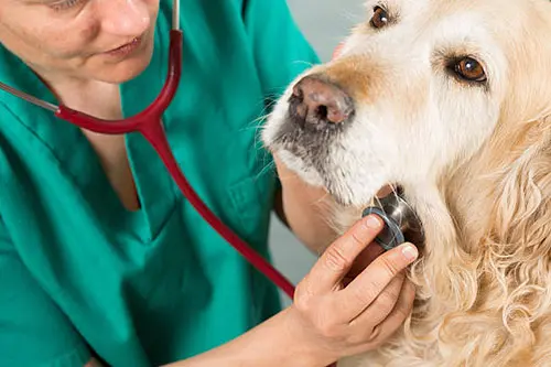 cancer retriever