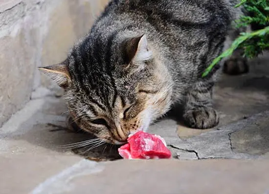 cat smelling meat