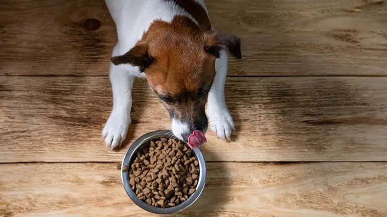 Dry dog foods to avoid 2025