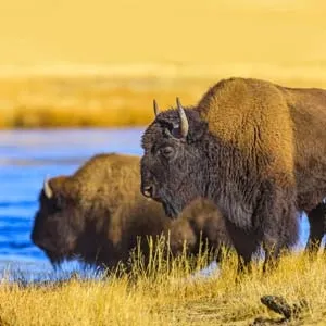 bison