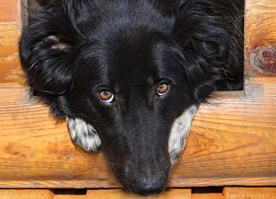 dog inside house