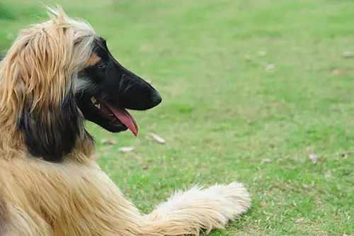 healthy aghan hound