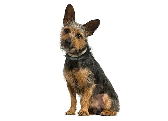 Mutt