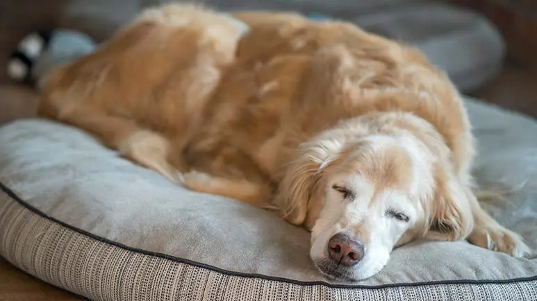 Dog anxiety sales at night