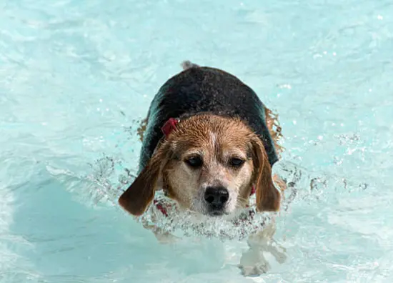 overweight swimming beagle