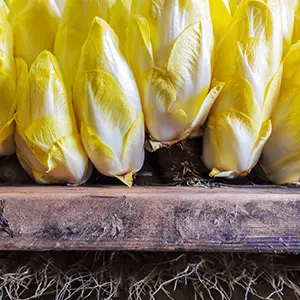 white gold endive