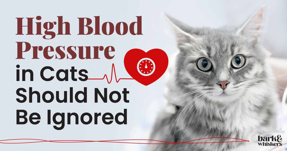 The Silent Symptoms of Cat Hypertension