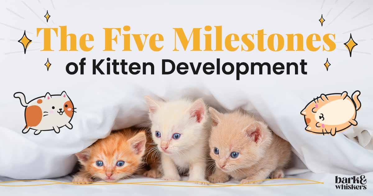 5 Milestones in Every Kitten's Life
