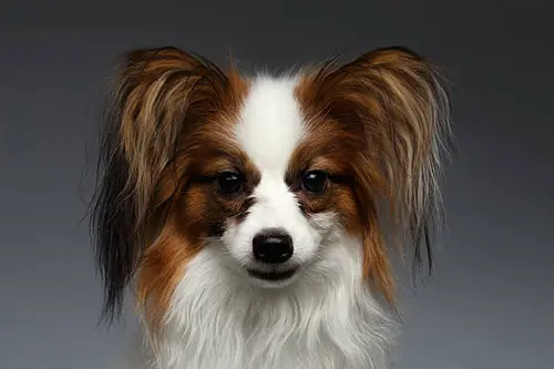 adorable papillon