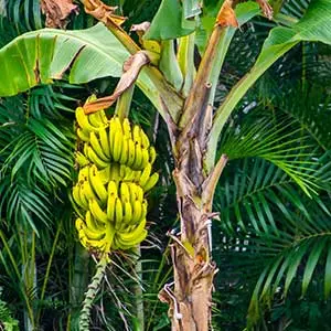 banana tree