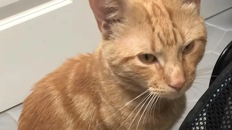 Uber sales cat policy