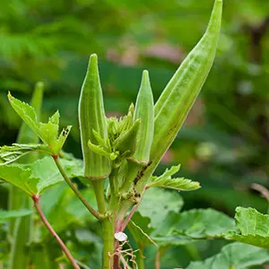 did you know okra