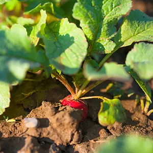 radishes