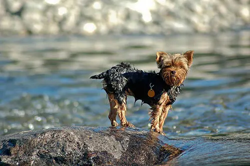 independent yorkie