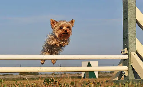 jumping yorkshire