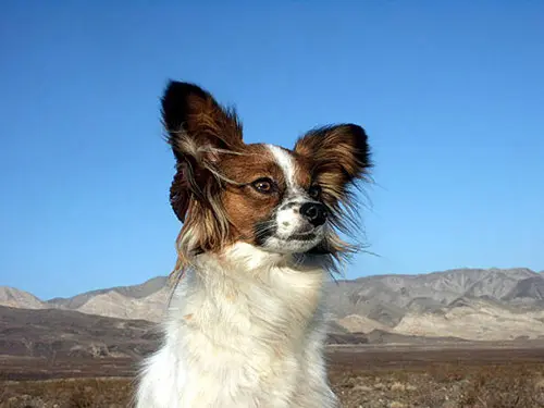 papillon lifespan