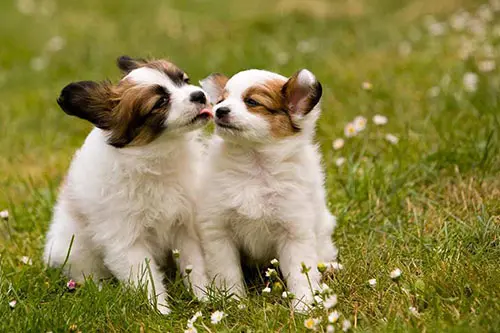 papillon puppies