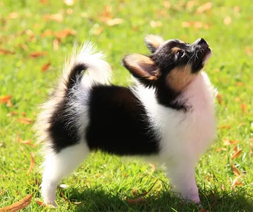 papillon training