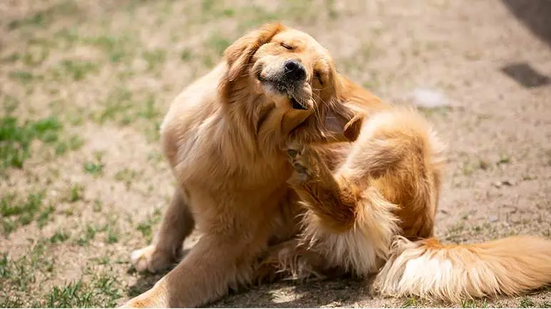Dr karen becker dog hot sale allergies
