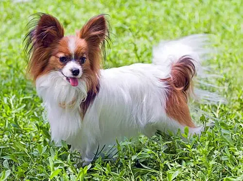 small papillon