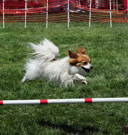 smart papillon dog