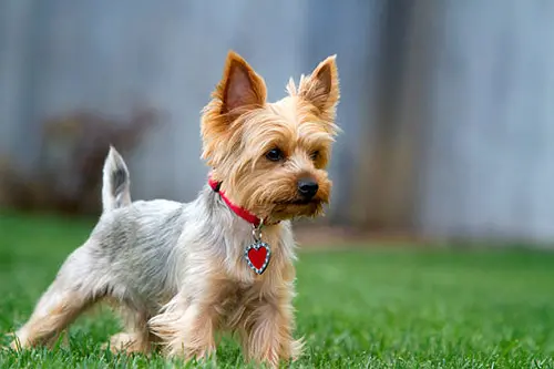 yorkie puppy