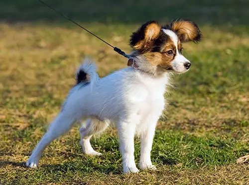 young papillon