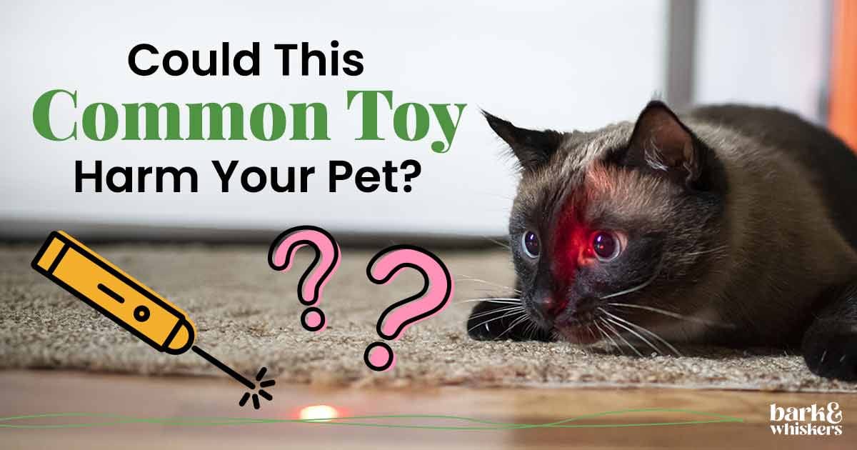 Could Laser Pointers Harm Your Pet?