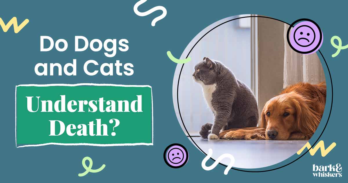 How to Help a Grieving Pet