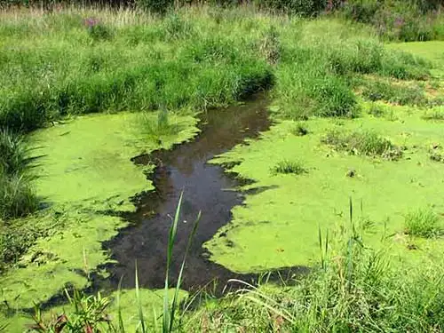 blue green algae