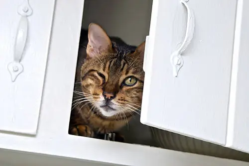 cat cabinet
