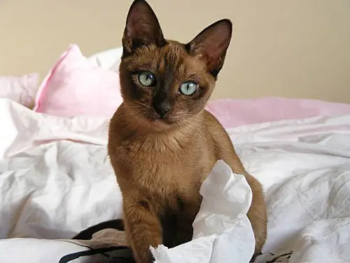 healthy tonkinese