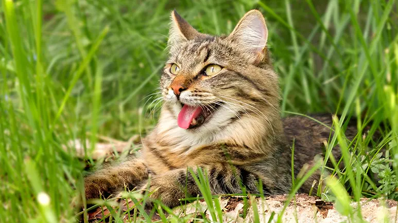 How to Tell if Your Cat’s Panting Is Cause for Concern