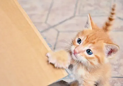 kitty reaching out