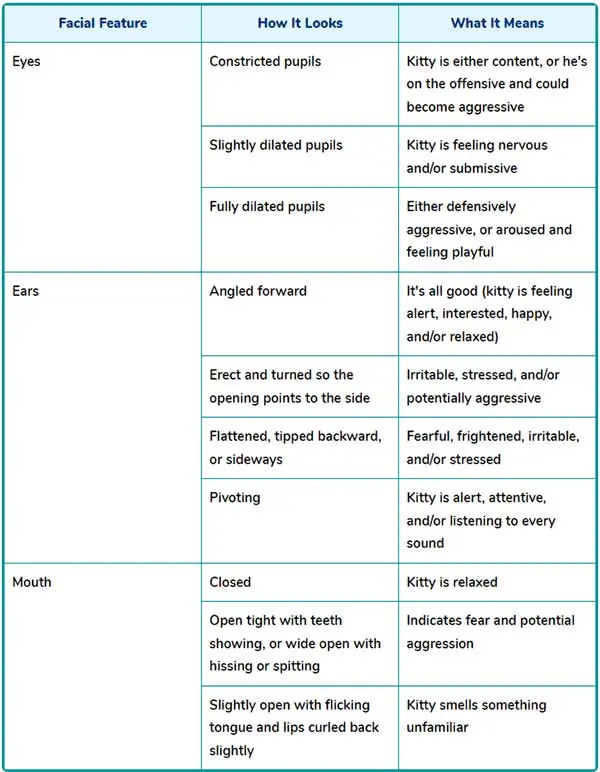 reading feline facial expressions