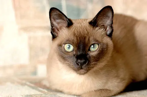 tonkinese cat