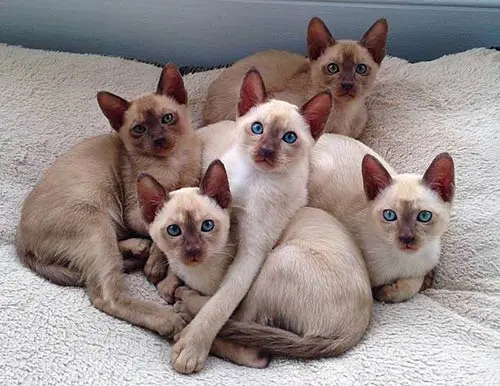 tonkinese kittens