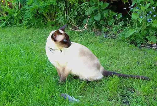 tonkinese weight