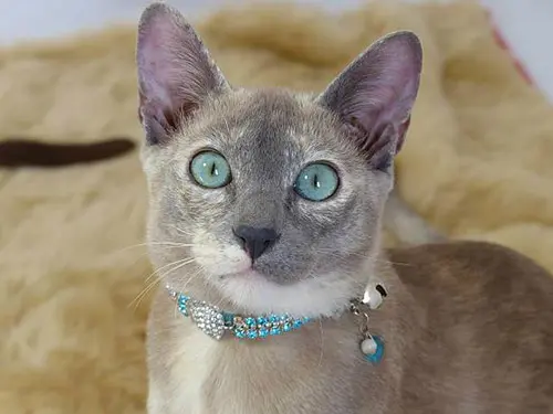 tonkinese