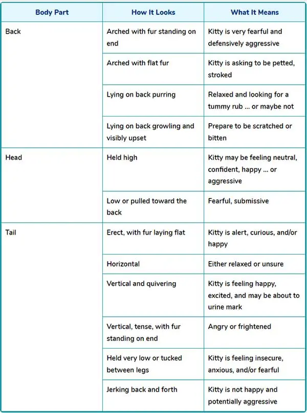 understanding your cats body language