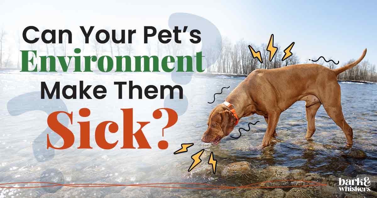 How to Tell if Your Dog Has Giardia