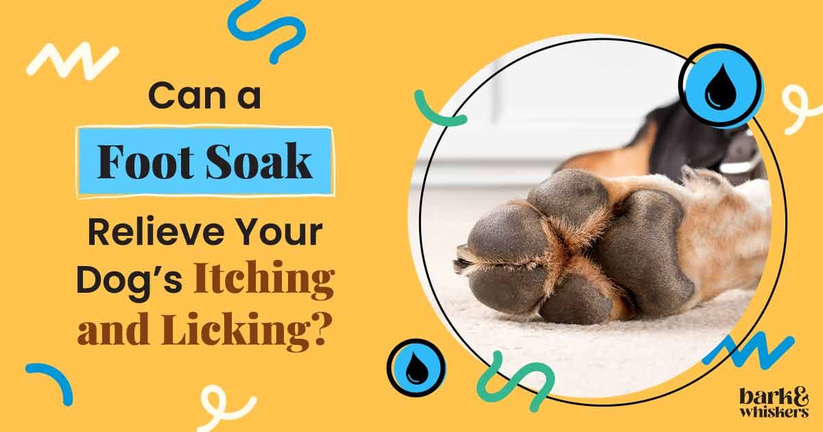 Why Does Your Dog Lick so Much?
