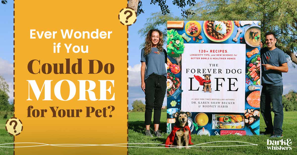 The Forever Dog Life A 